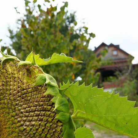 Dom Pachnacy Zywica Villa Bochnia Exteriör bild